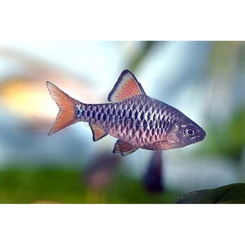 Sumatra barbeel 2,5-3cm